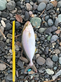 ショゴの釣果