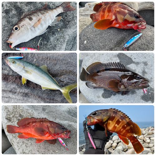 ノミノクチの釣果