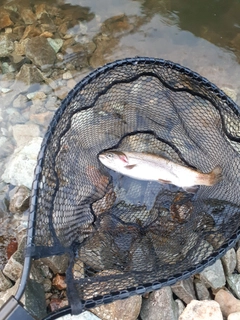 ニジマスの釣果