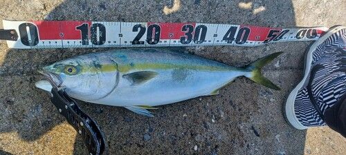 イナダの釣果