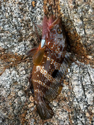 キジハタの釣果