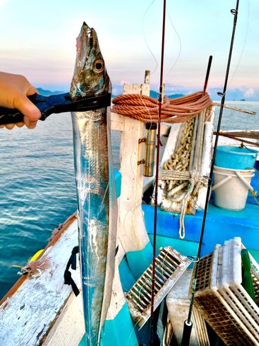 タチウオの釣果