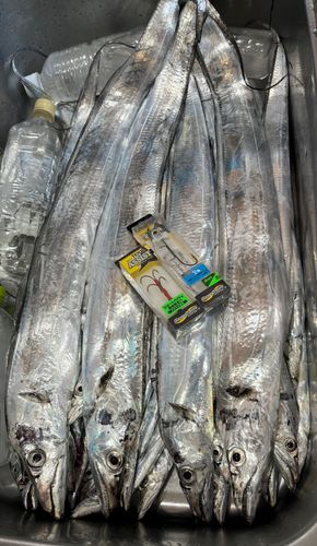 タチウオの釣果