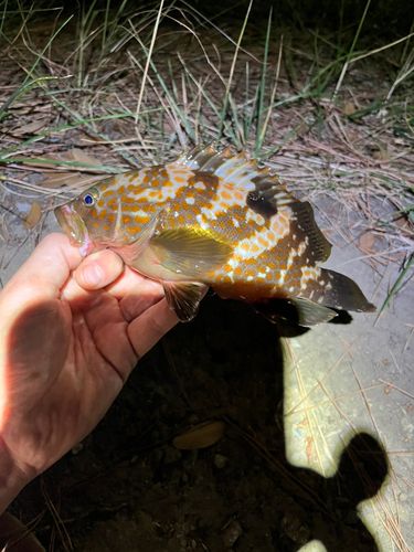 キジハタの釣果
