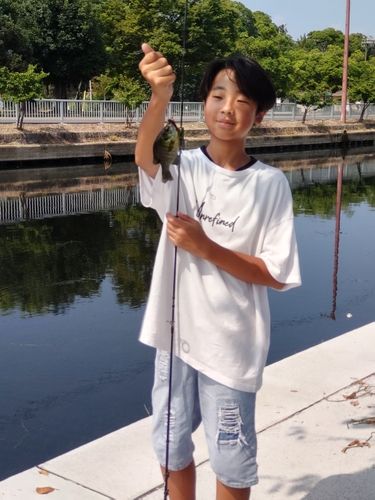 ブルーギルの釣果