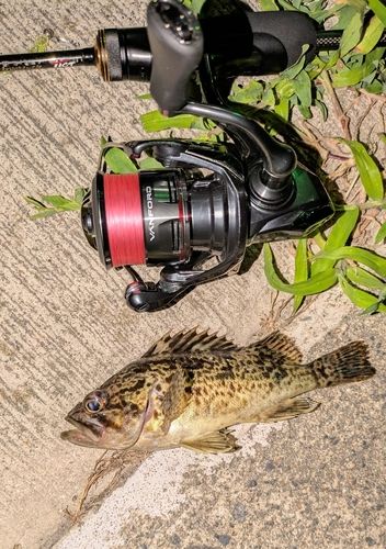 クロソイの釣果