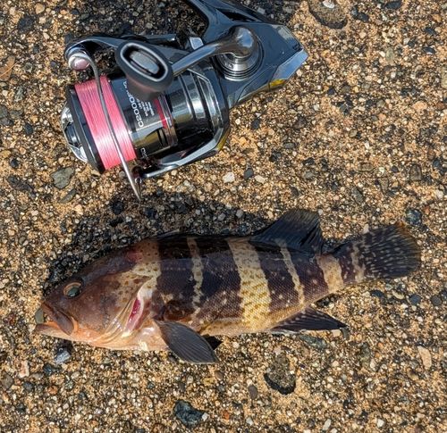 アオハタの釣果