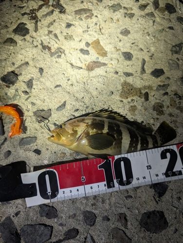 アオハタの釣果