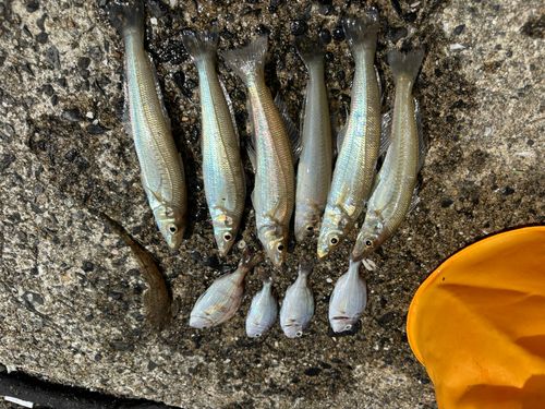 キスの釣果