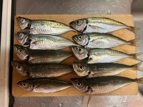 アジの釣果