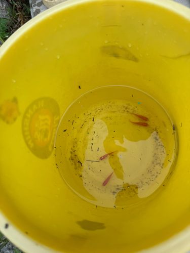 キンギョの釣果