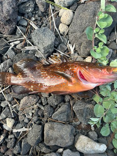 キジハタの釣果