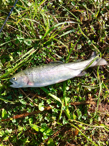 ニジマスの釣果