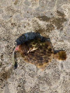 カワハギの釣果