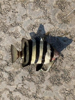 サンバソウの釣果