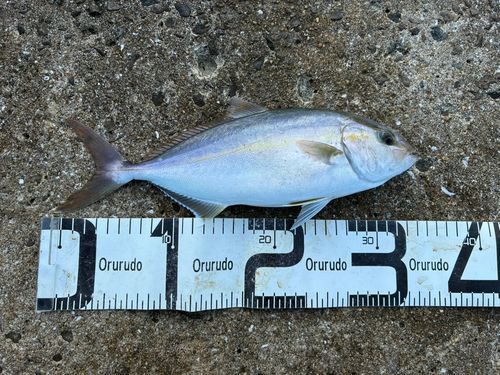 ネリゴの釣果