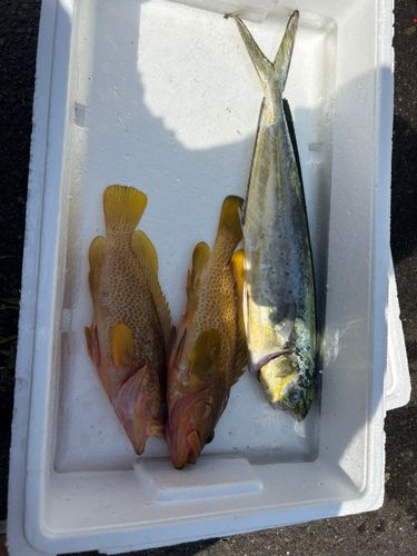 キジハタの釣果