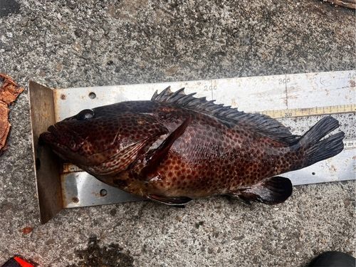 ノミノクチの釣果