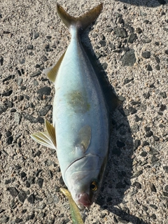 ショゴの釣果