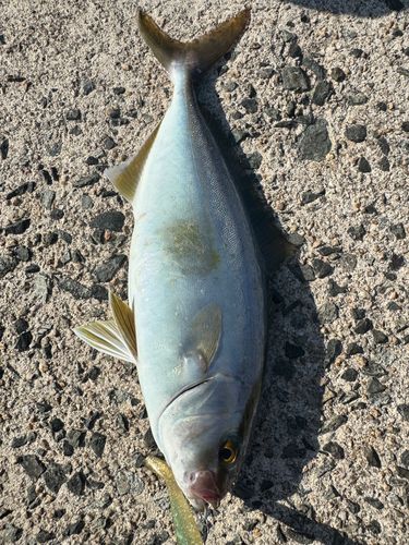 ショゴの釣果