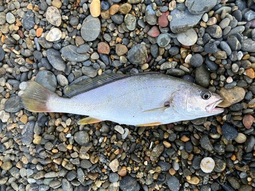 ニベの釣果