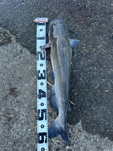 アメリカナマズの釣果