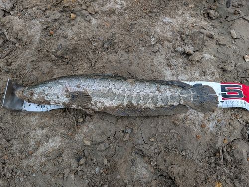 ライギョの釣果
