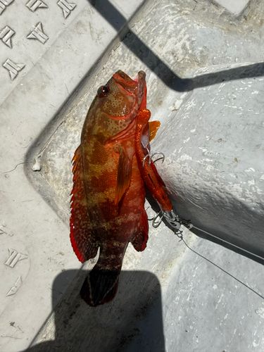 ニジハタの釣果