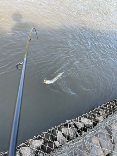 ナマズの釣果