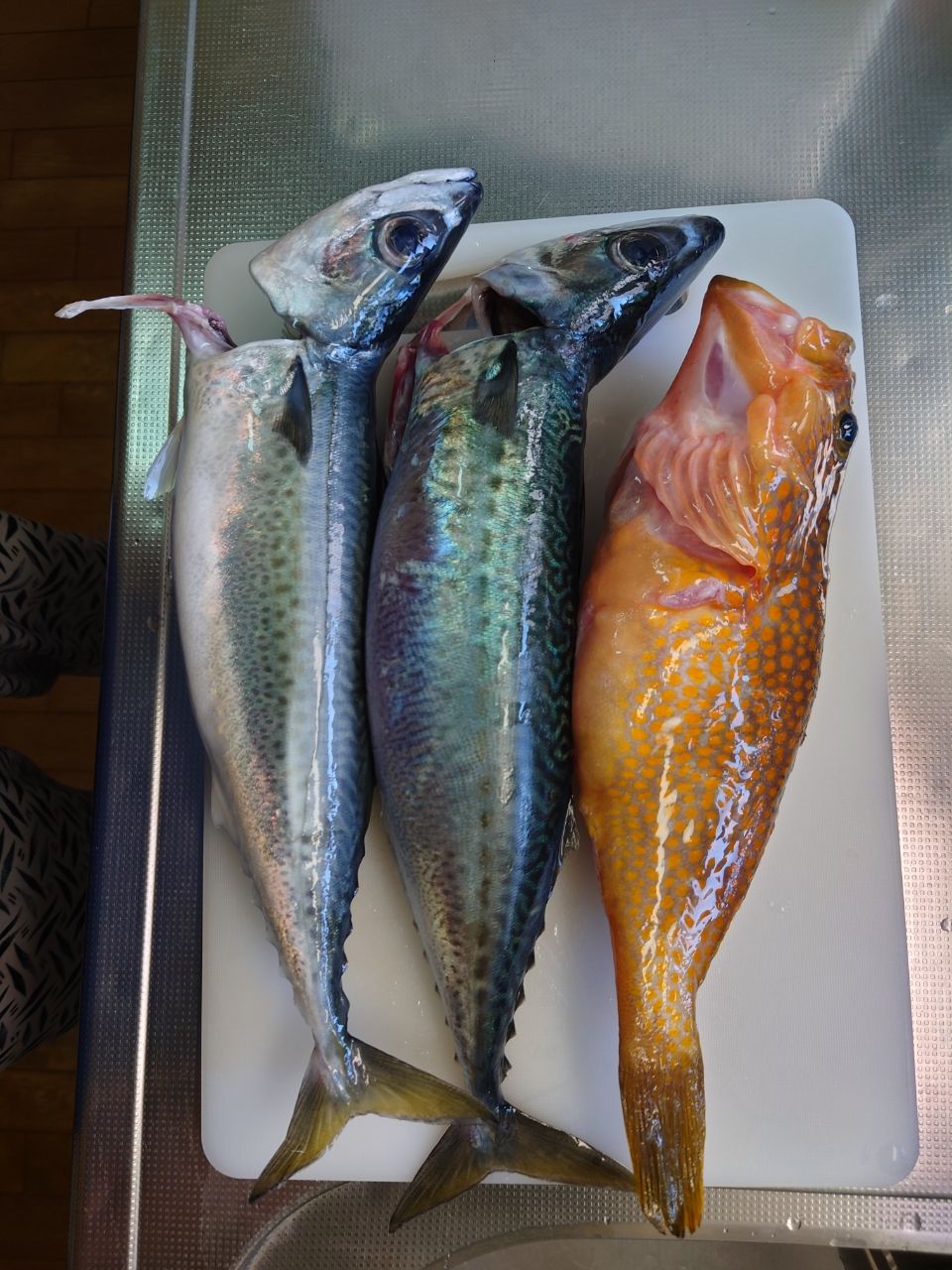 クロタカさんの釣果 2枚目の画像