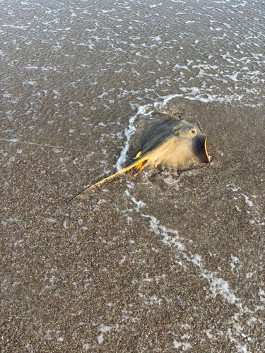 アカエイの釣果