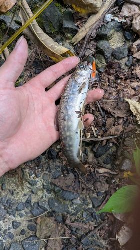 イワナの釣果