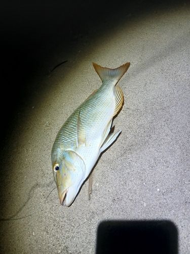 ハマフエフキの釣果