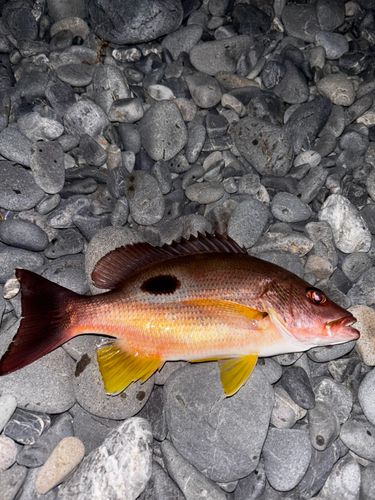 クロホシフエダイの釣果
