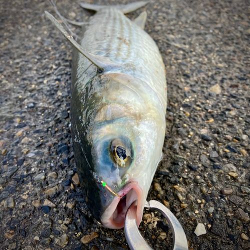 ボラの釣果