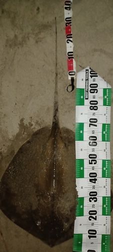 アカエイの釣果