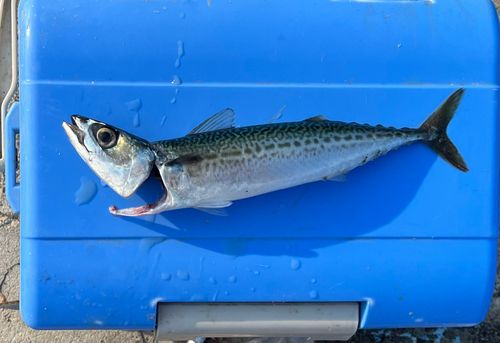 マサバの釣果