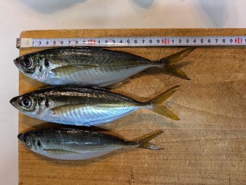 アジの釣果