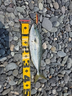 イナダの釣果