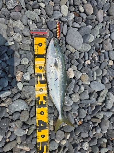 イナダの釣果