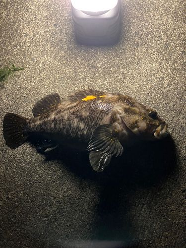 ムラソイの釣果