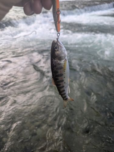 アマゴの釣果