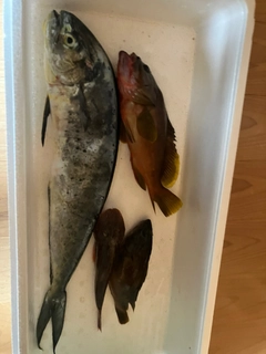 シイラの釣果