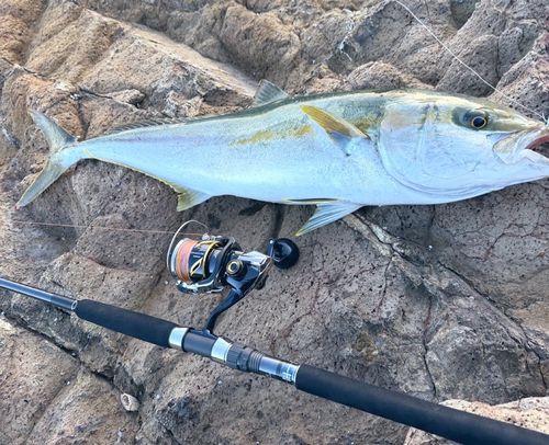ヒラマサの釣果