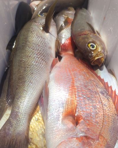 イサキの釣果