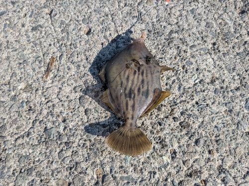 カワハギの釣果