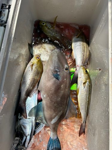 イサキの釣果