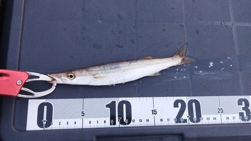 アカカマスの釣果