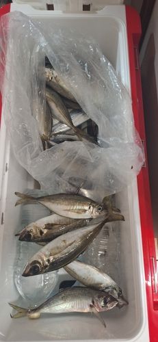 マアジの釣果
