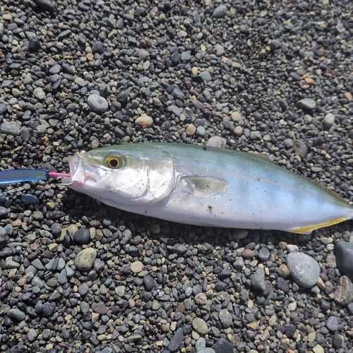 ワカシの釣果